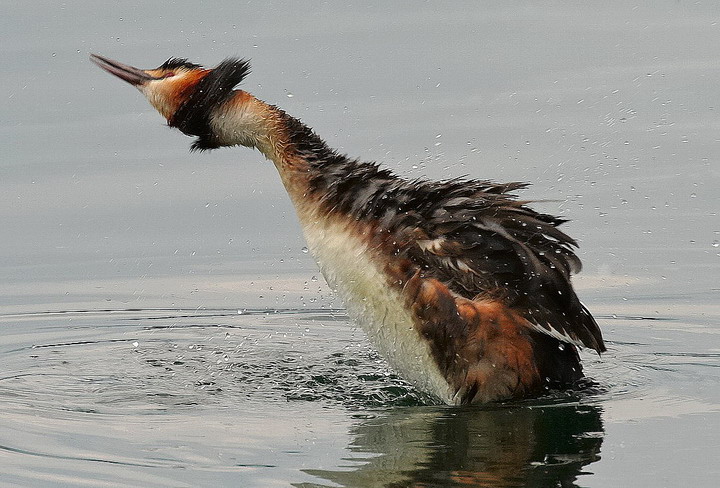 Uccelli arruffati